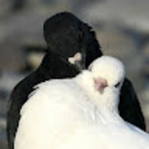 Meet your Posher, Alejandria